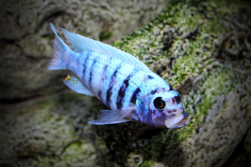 Maylandia zebra 'Masinje'